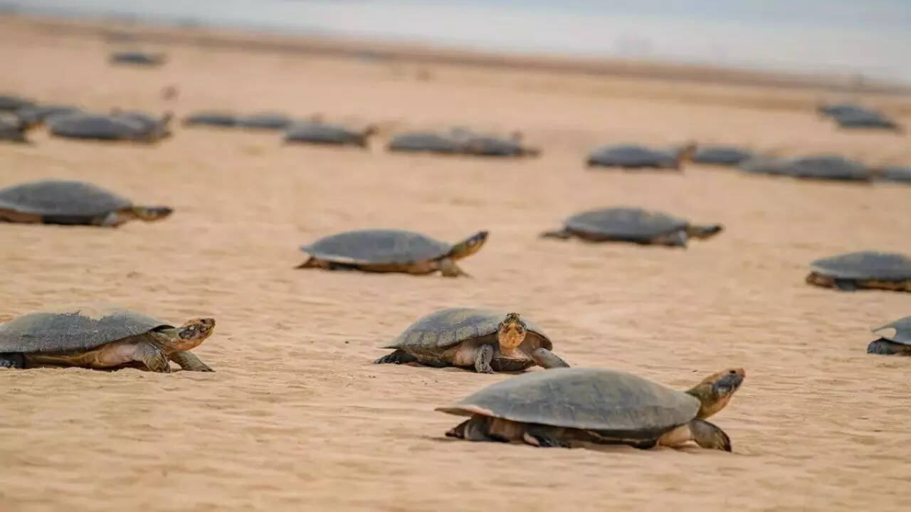 World’s biggest ‘maternity ward’: 41,000 giant turtles gather on a ...