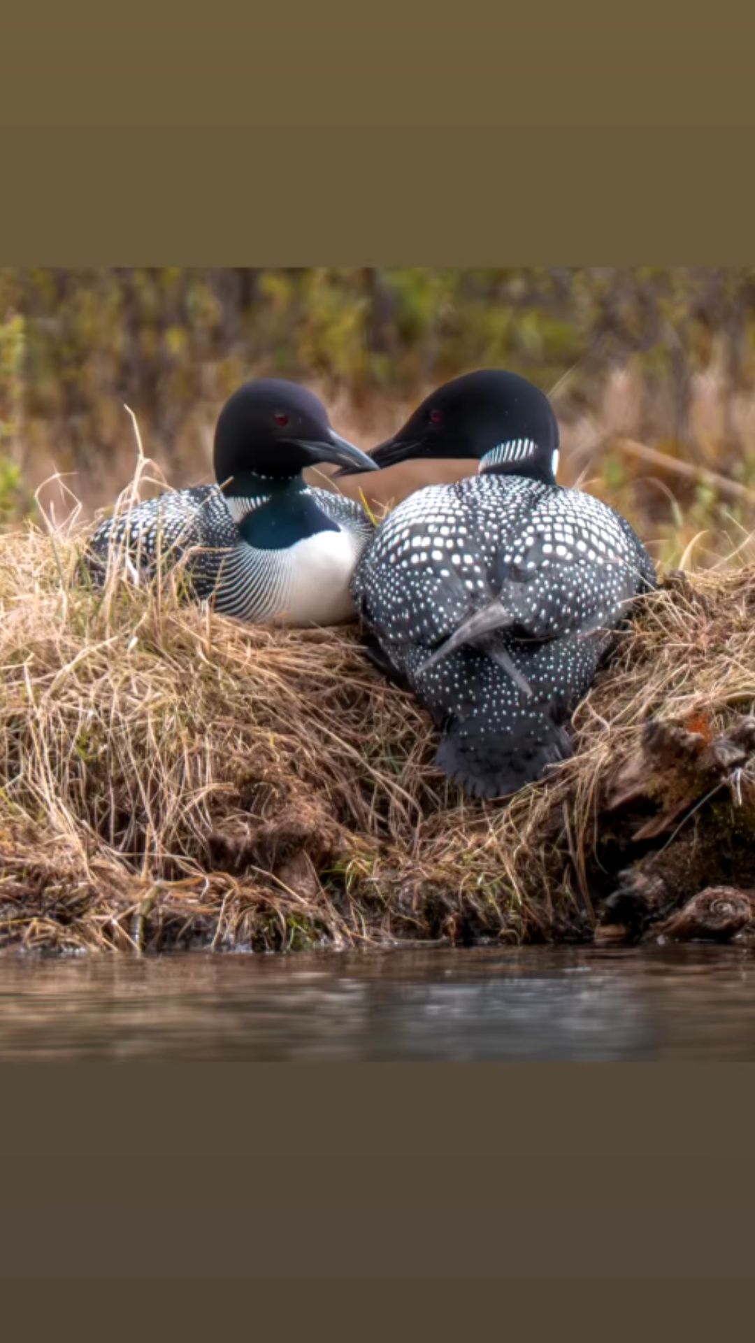 Nature insights: The loyal nesting habits of common loons
