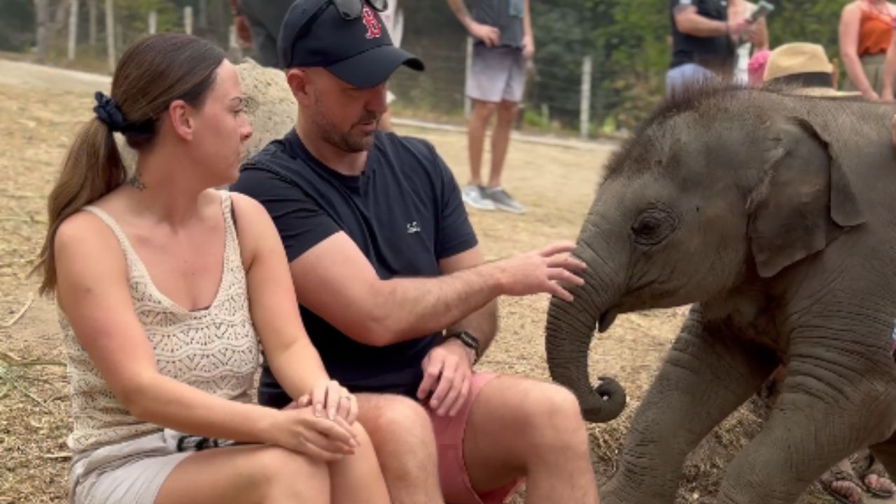 Toddler-like baby elephant won't let go of tourist