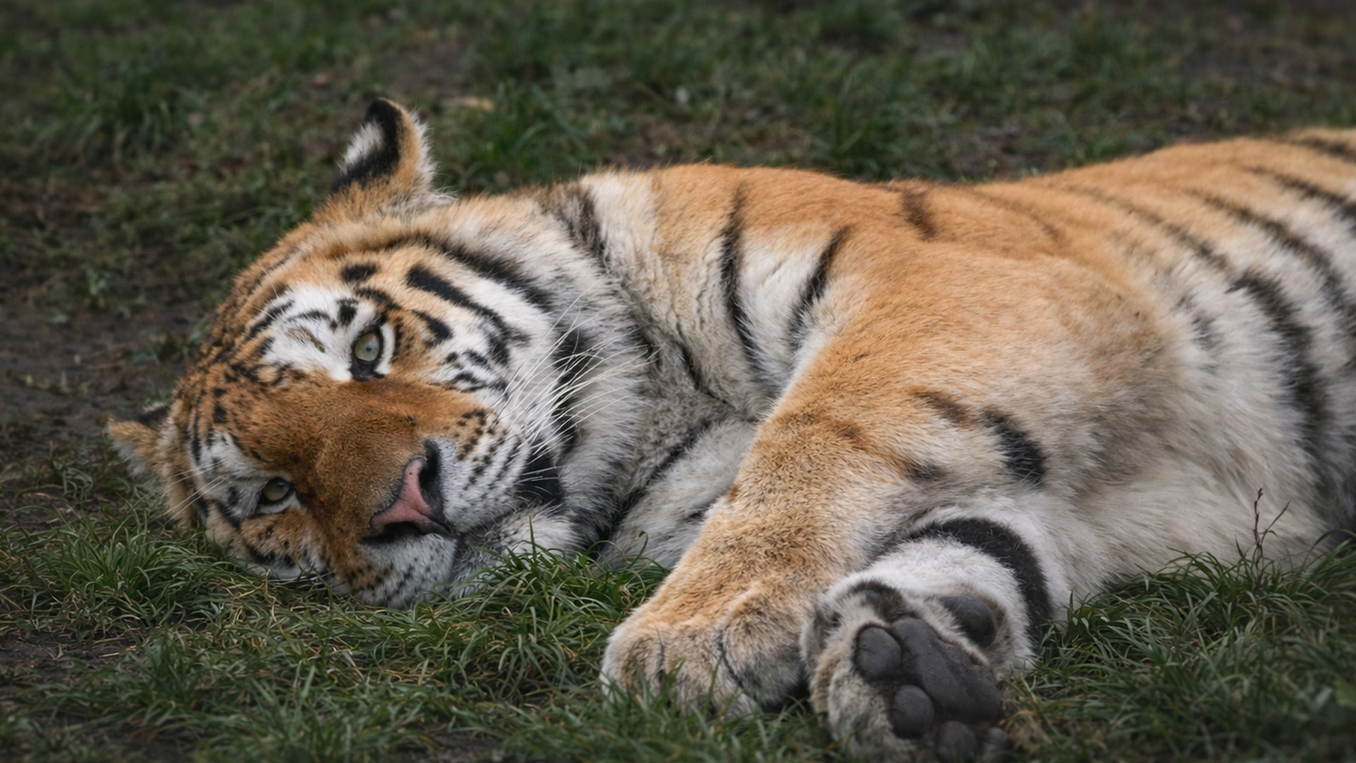 A hidden camera recorded a tired tiger taking a break in the grass