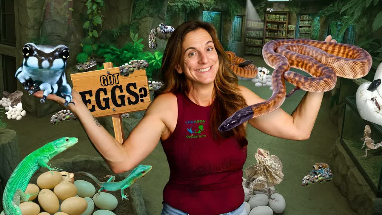 What happens when thousands of reptile eggs hatch at once