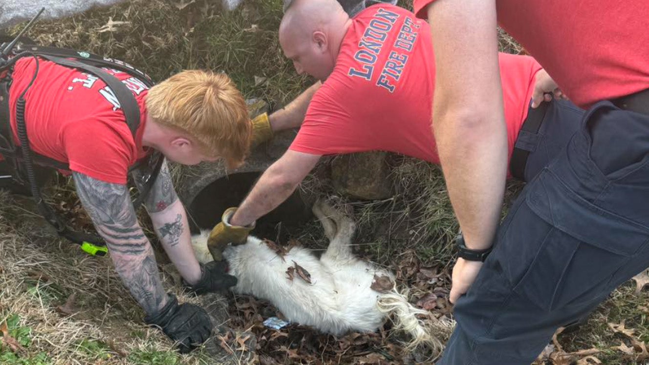 Dog rescued from storm drain after missing for days