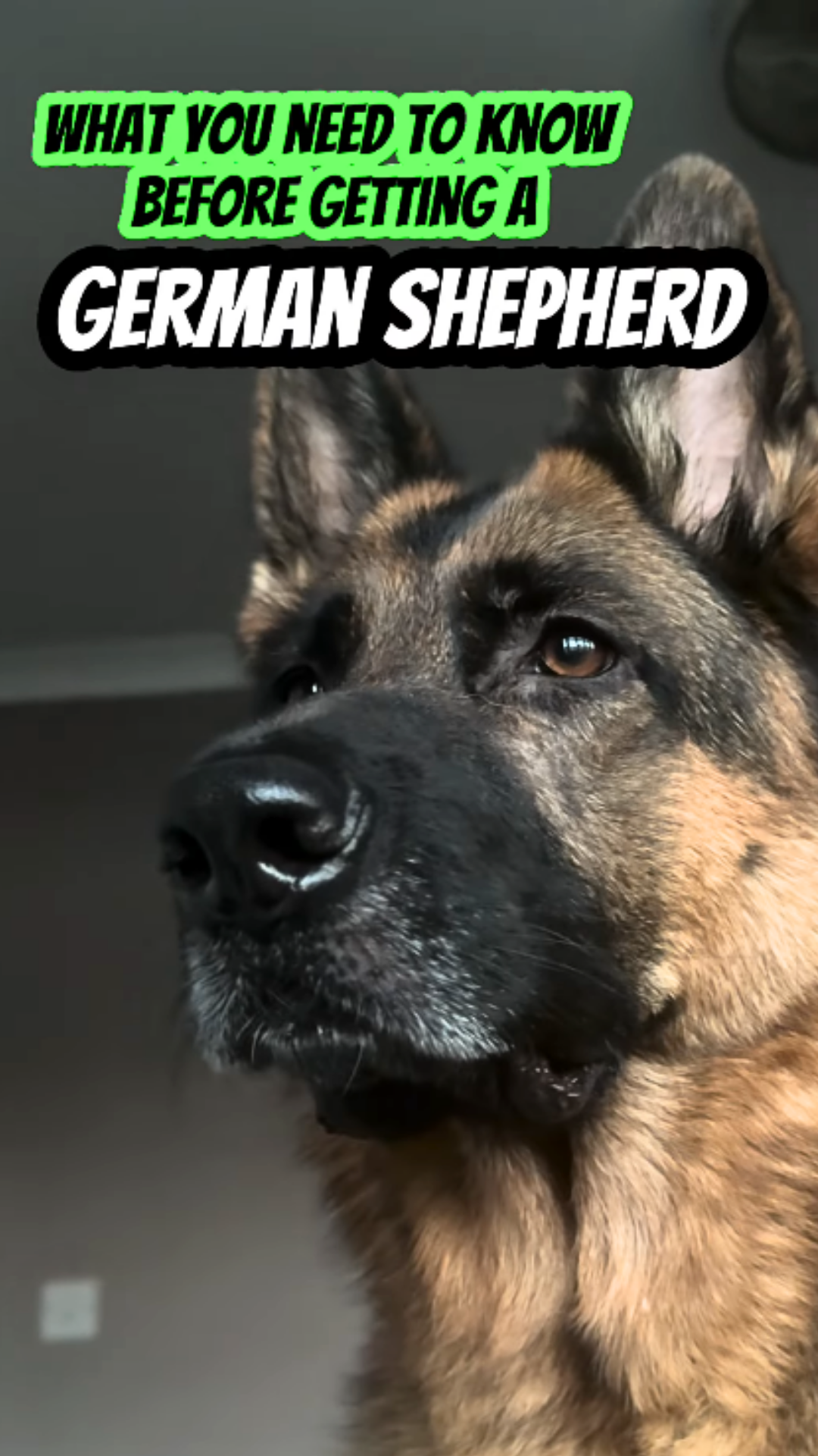 Preparing for a German shepherd dog guide