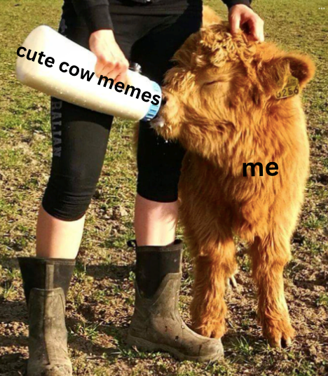 24 cute cow memes to give you that Monday moo'tivation