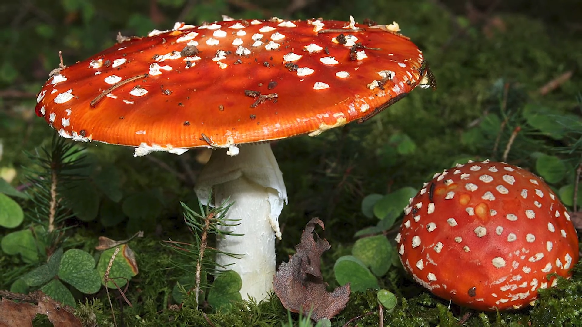How psychedelics shaped religious beliefs starting in the Middle Ages