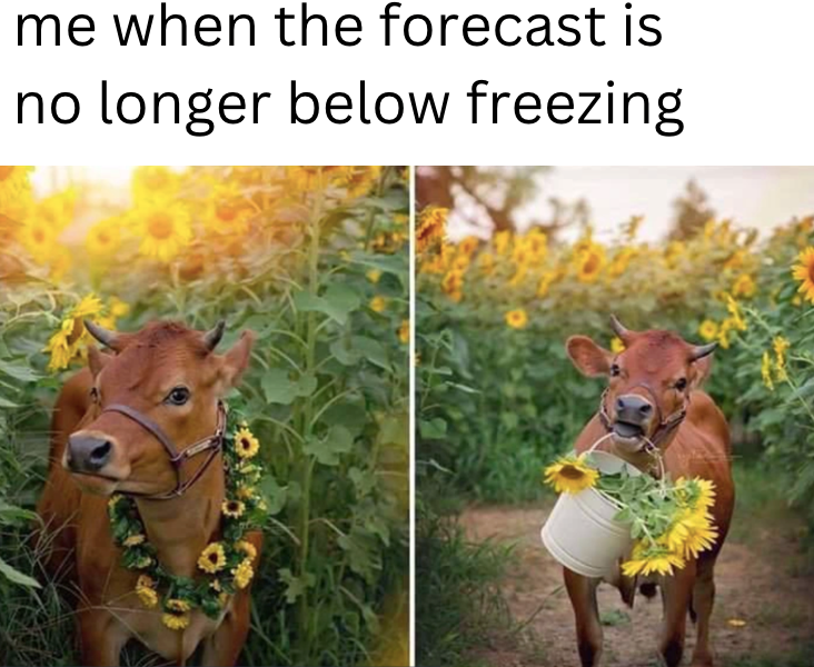 24 cute cow memes to give you that Monday moo'tivation