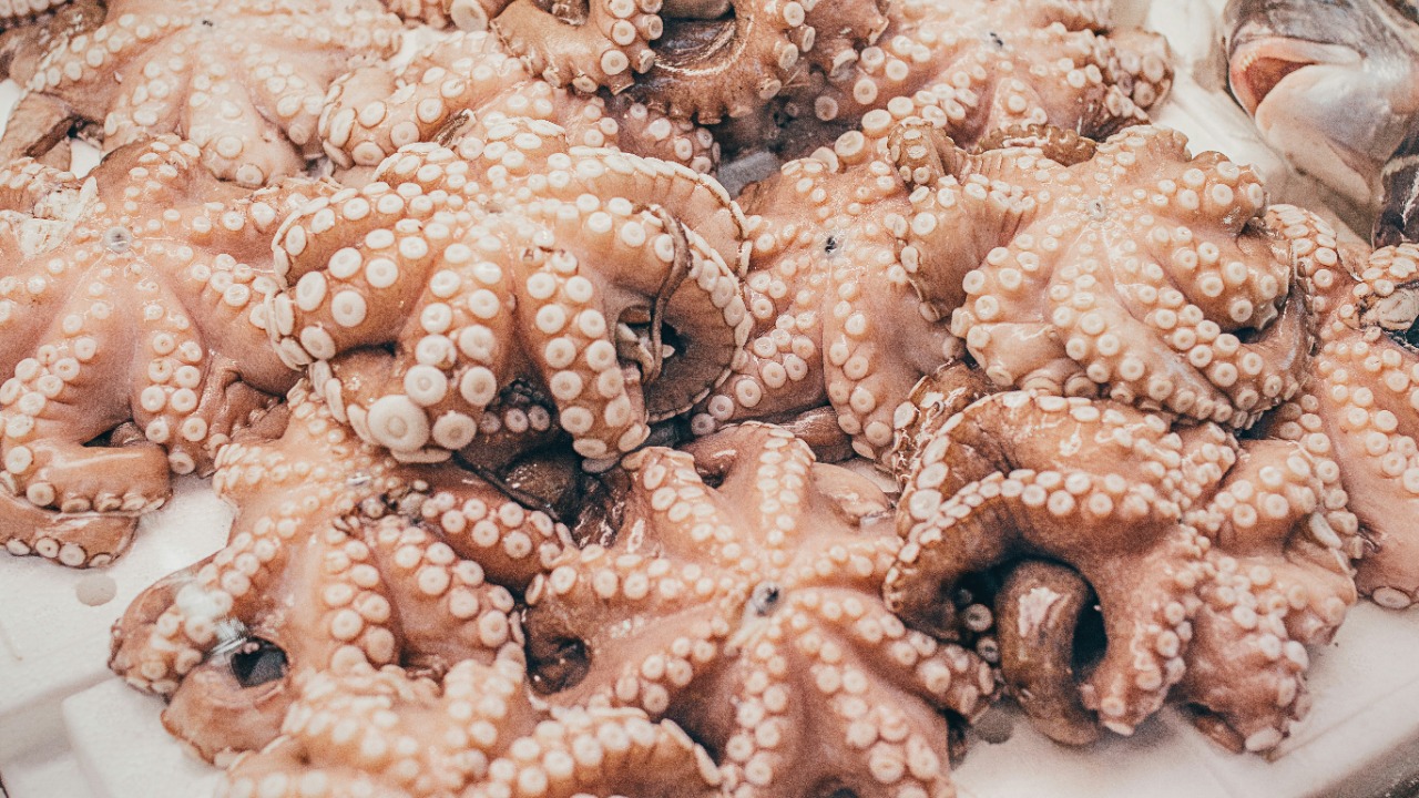 Push grows to ban commercial octopus farming in the US