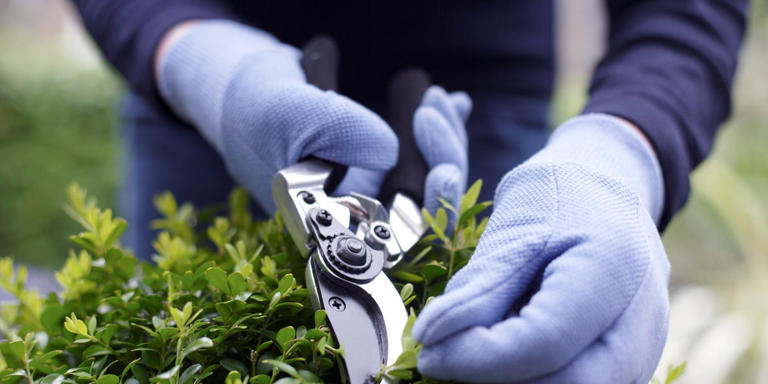 This simple pruning rule takes the guesswork out of what to cut