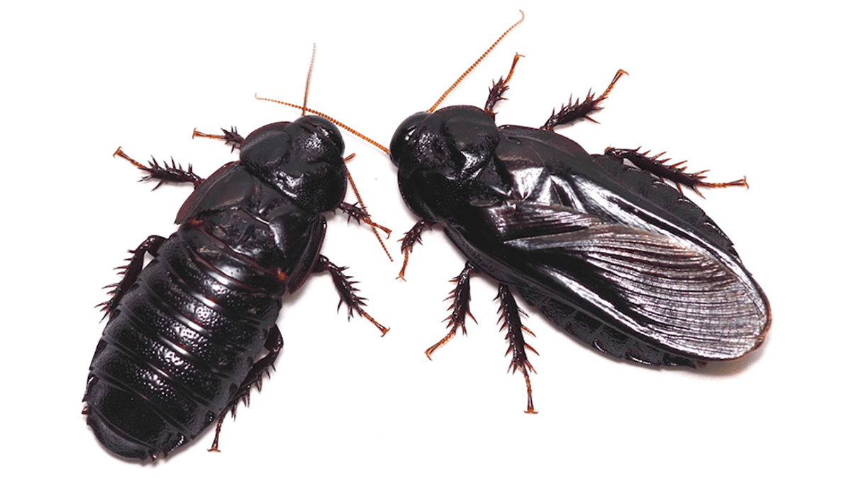 Cockroach pairs that bond through cannibalism are aggressive to other ...