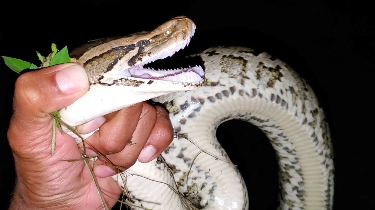 Catching a wild python in an abandoned underground city went horribly wrong
