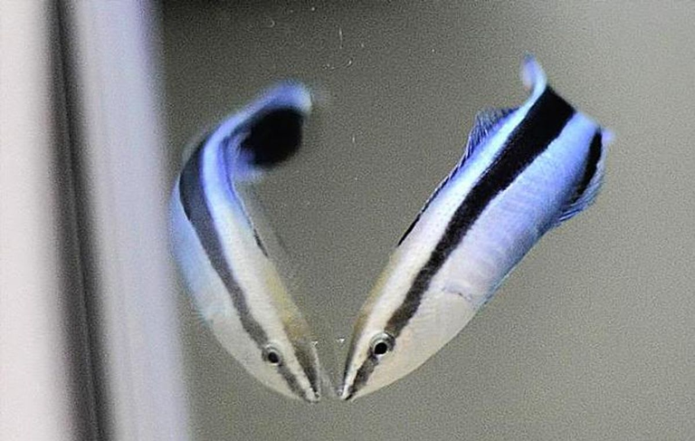 Cleaner fish recognize themselves in mirrors, a capacity thought ...