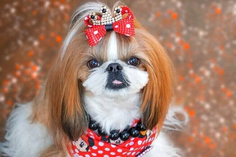 The dog breeds that are happy just being with you