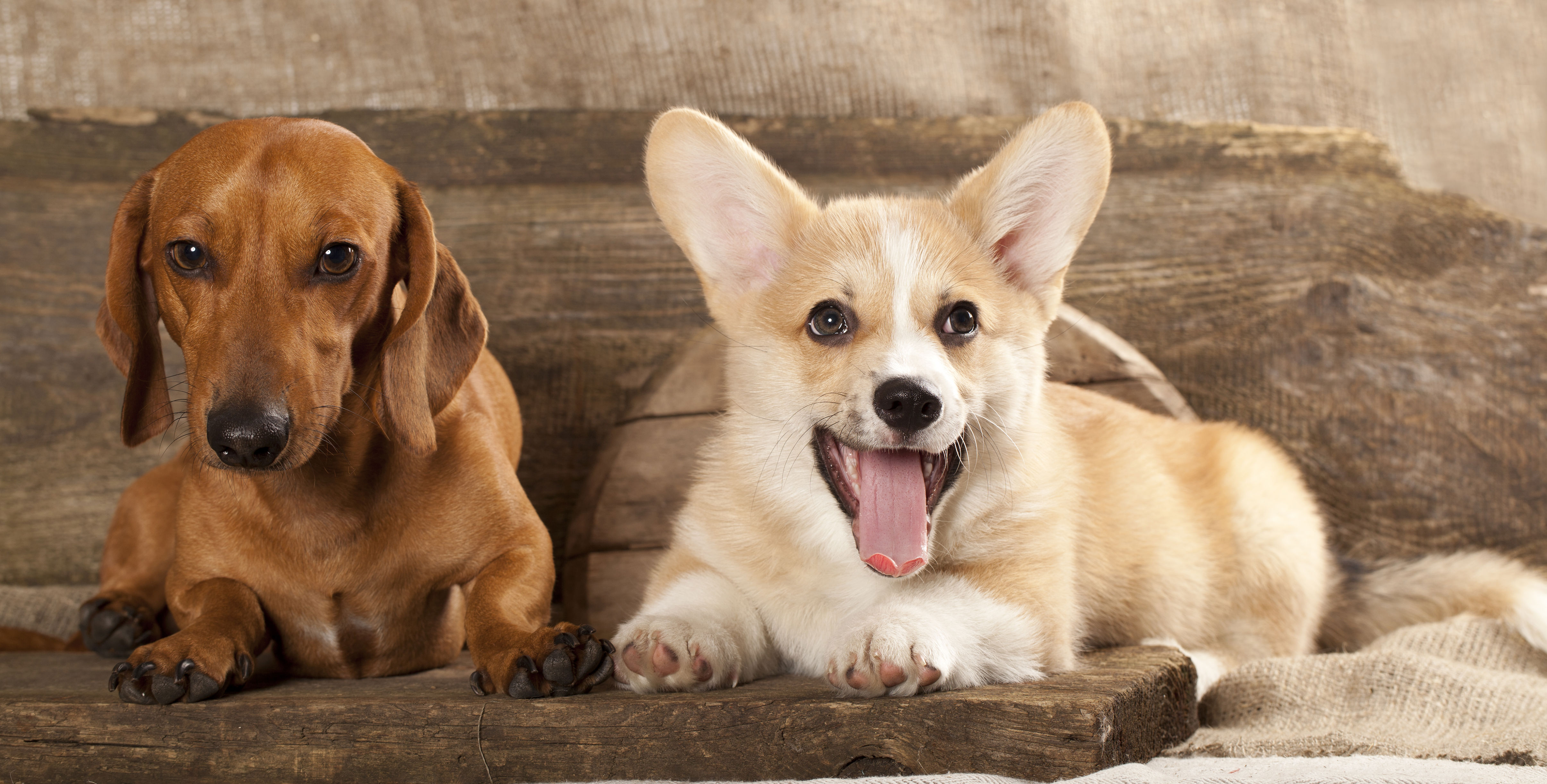 Dachshund and corgi have puppy, owner shares adorable result
