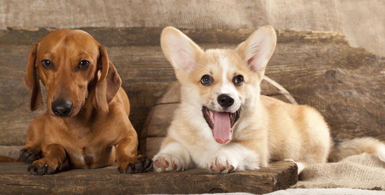 Dachshund and corgi have puppy, owner shares adorable result