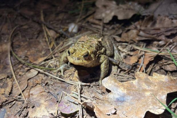 Hundreds of toads on the move at Center Parcs Whinfell Forest this week