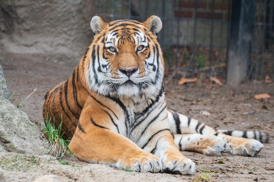 Potter Park Zoo’s 16-year-old tiger dies