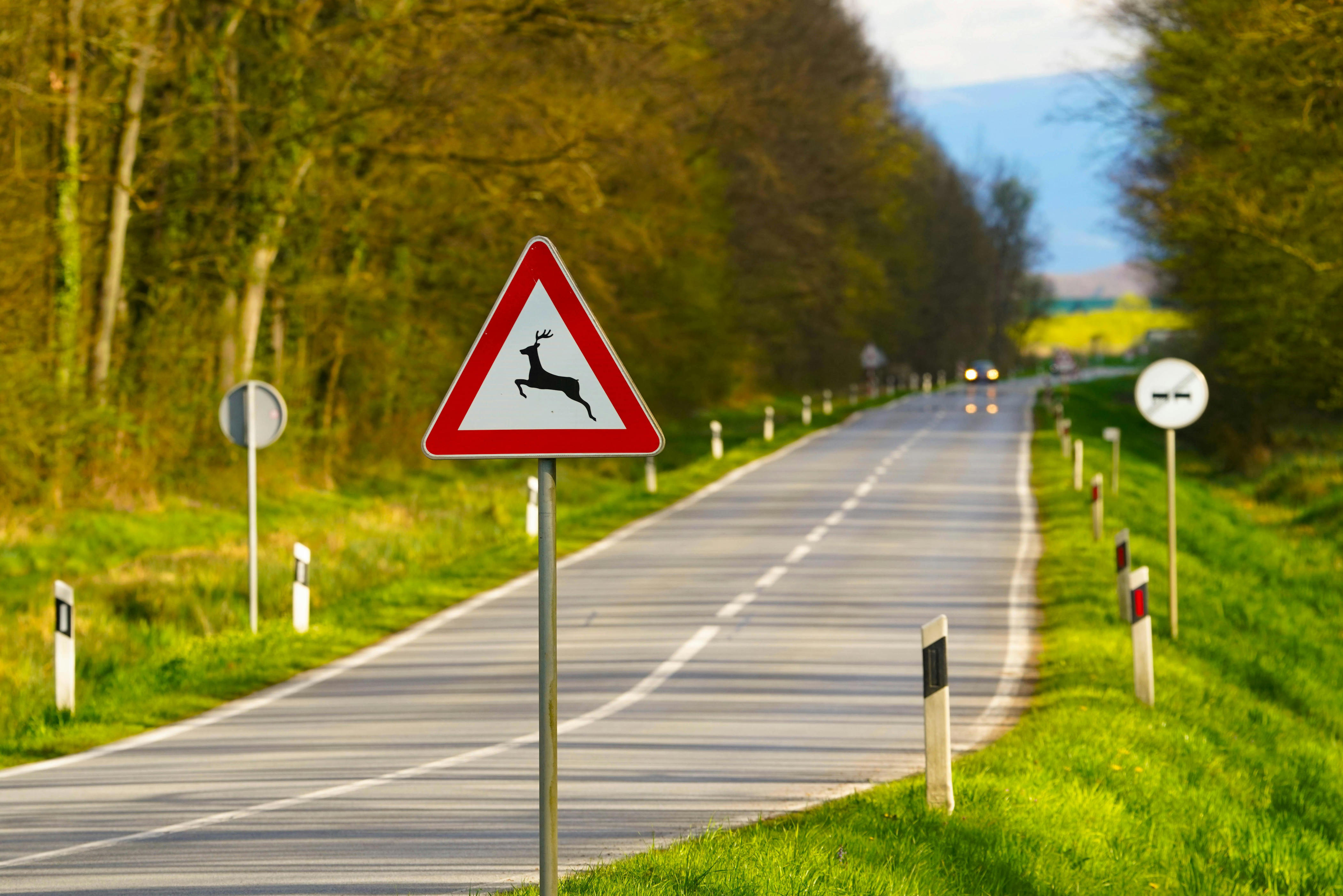 When deer turn aggressive: Warning signs and what to do outside