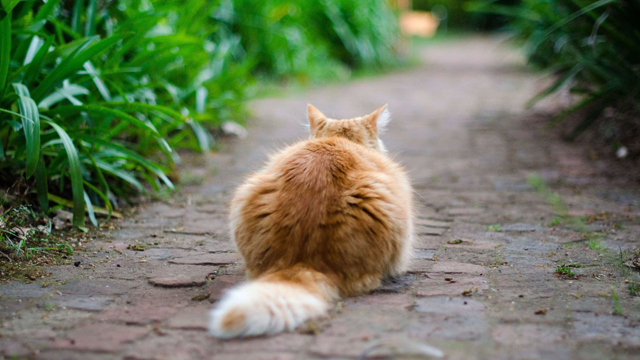 Why some cats wander off and never return home