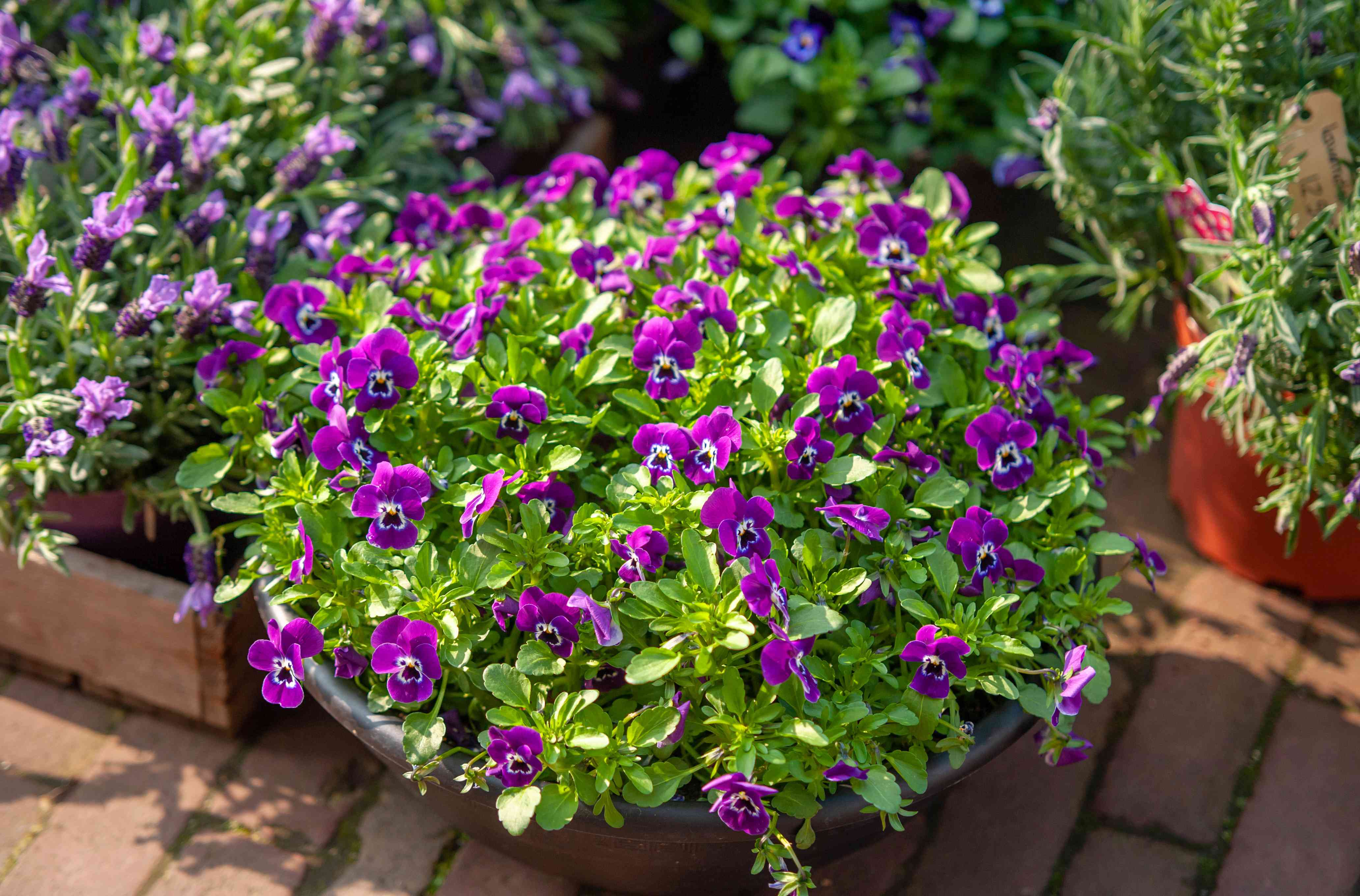 5 gorgeous plants you'll see in everyone's spring container gardens ...