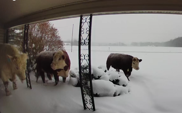 Man checks doorbell camera, discovers herd of escaped animals outside
