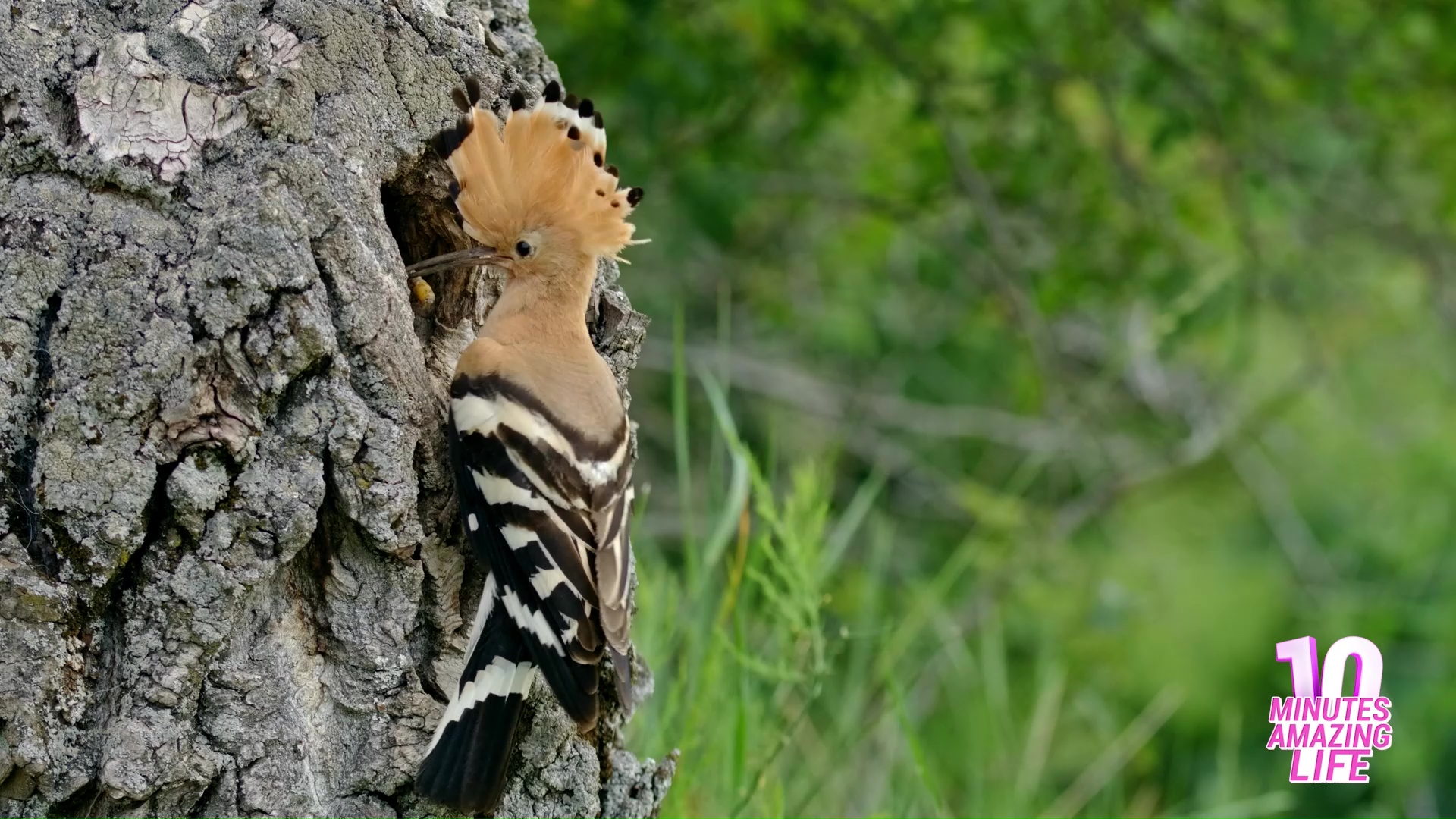 A hoopoe carefully feeding its hungry chick