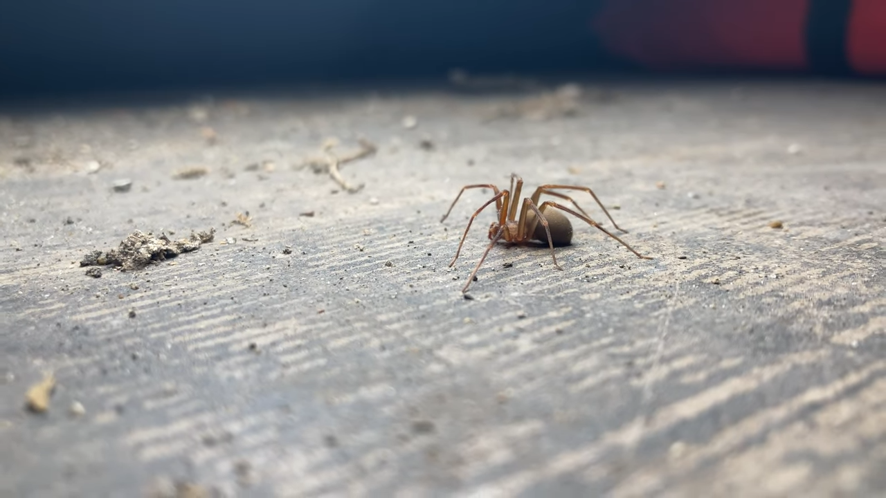 The hidden venomous spiders living in American homes and garages