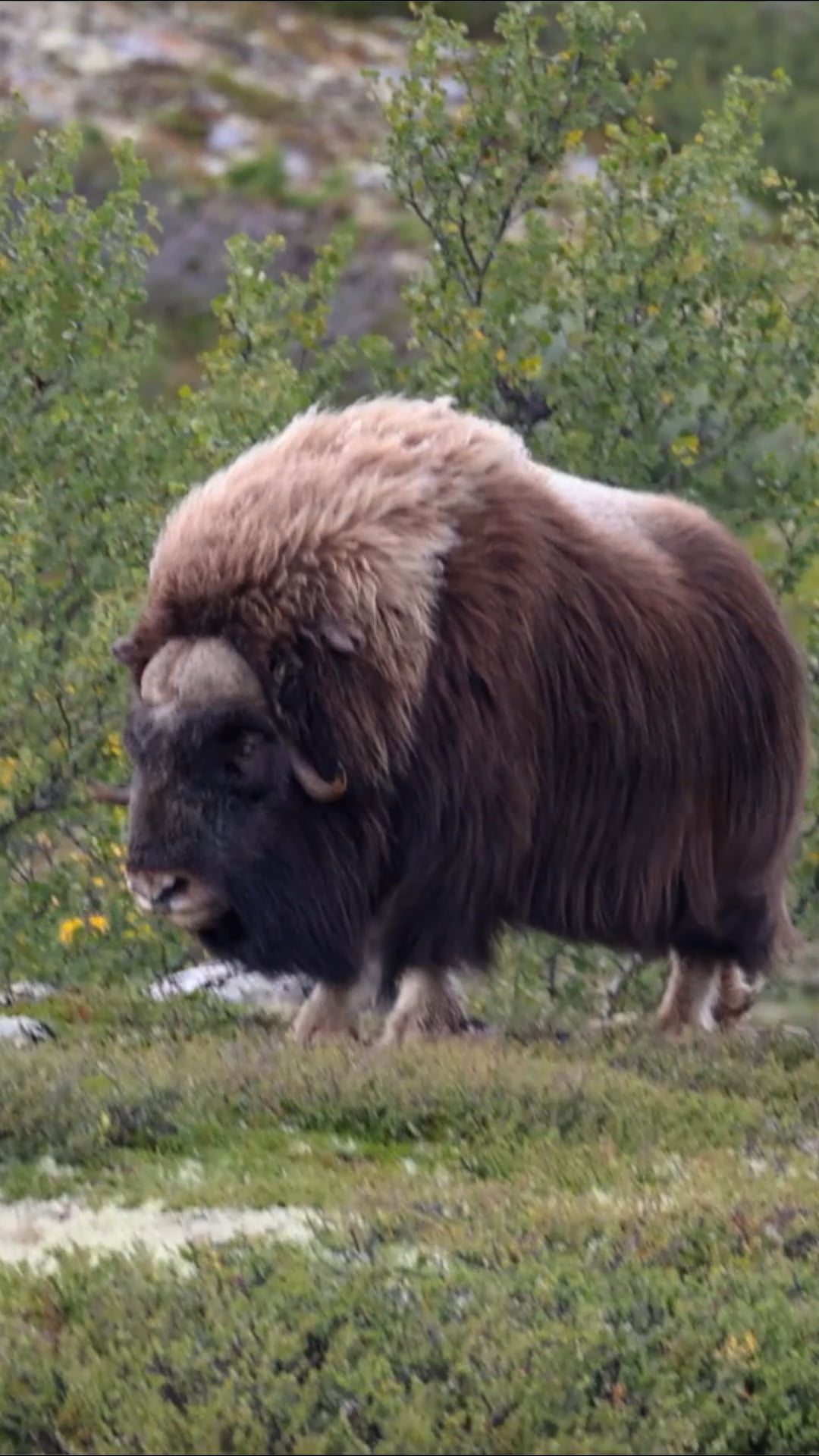 The musk ox: Unseen footage of the Arctic survivors
