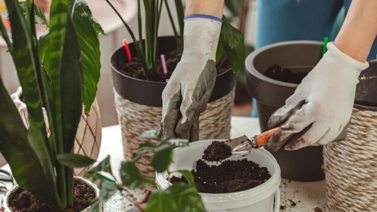 5 common weeding mistakes that can damage your garden plants