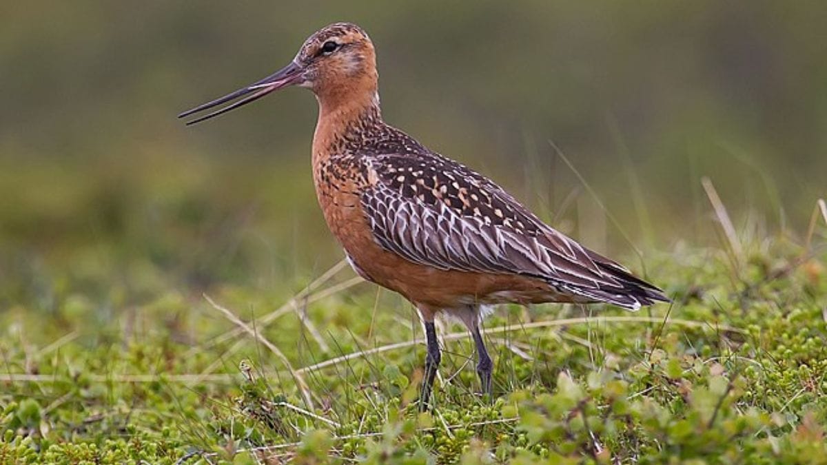 World’s longest non-stop migration is by a bird weighing 0.5 kg. It ...