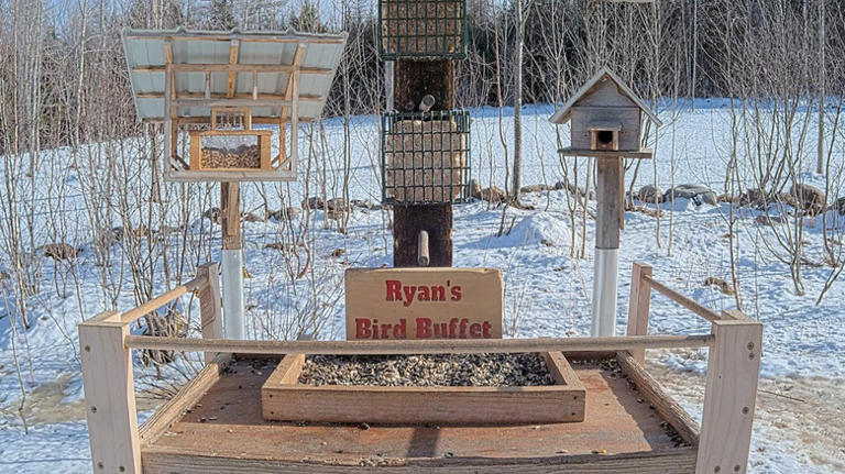 Ditch the traditional bird feeder: Try these buffets to attract more birds