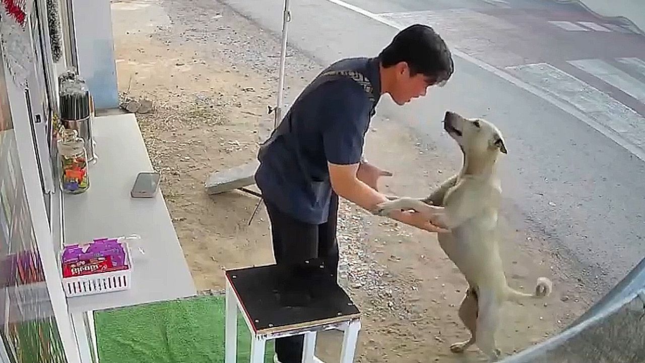 Heartbroken owner reunited with his lost dog while visiting shop in Thailand<br><br>
