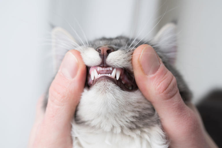 Kitten loses first tooth, then the tooth fairy leaves a present
