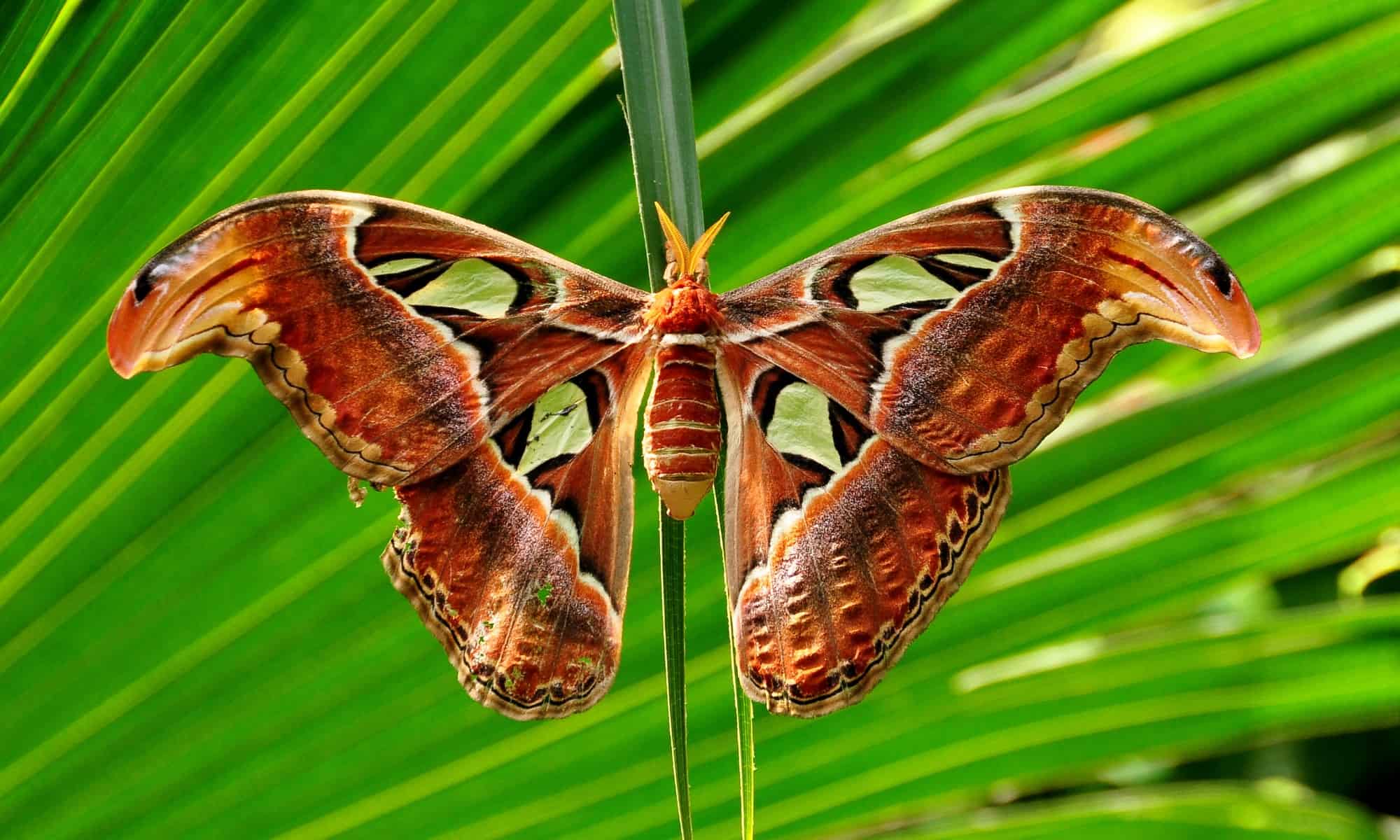 This giant moth lives just 7 days and collectors pay hundreds for its wings