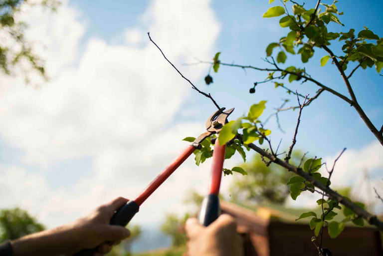 The four D’s rule gardeners use to know exactly what to prune