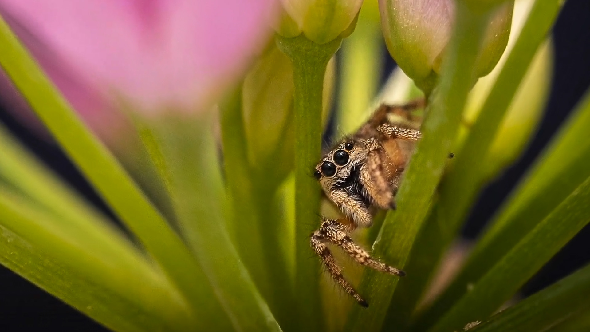 Exploring macro wildlife photography in home gardens