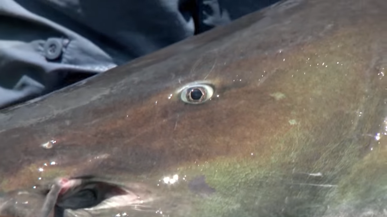 Watch what happens when a fisherman pulls a vampire fish from a deadly ...