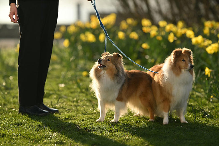 Lonely dogs 2026: Here are the 12 breeds of adorable dog most likely to ...