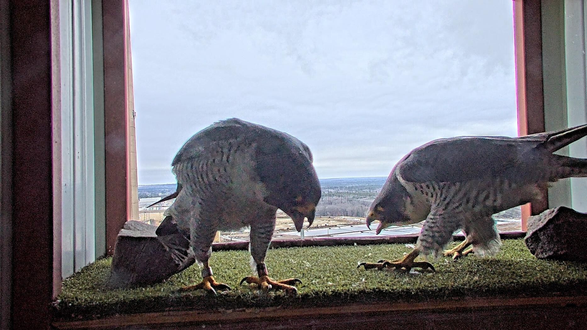 Peregrine falcons return to WPS, We Energies power plants