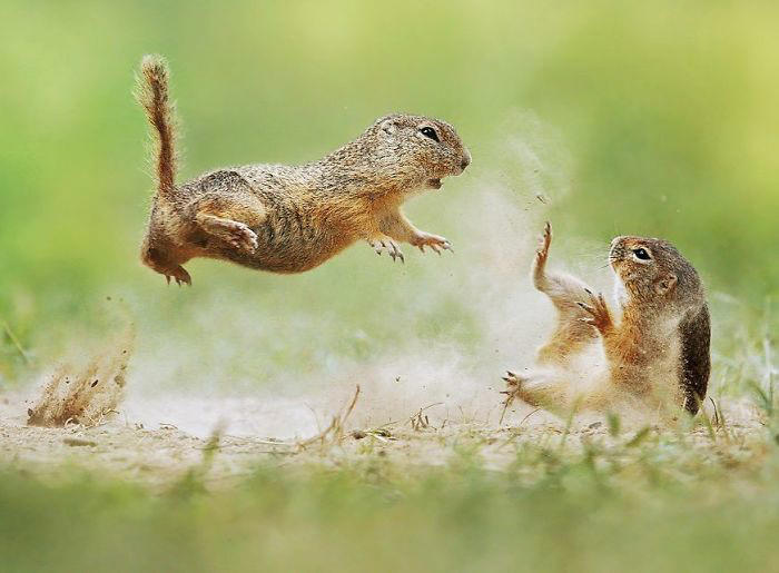30 amusing wildlife photos of animals caught in funny moments