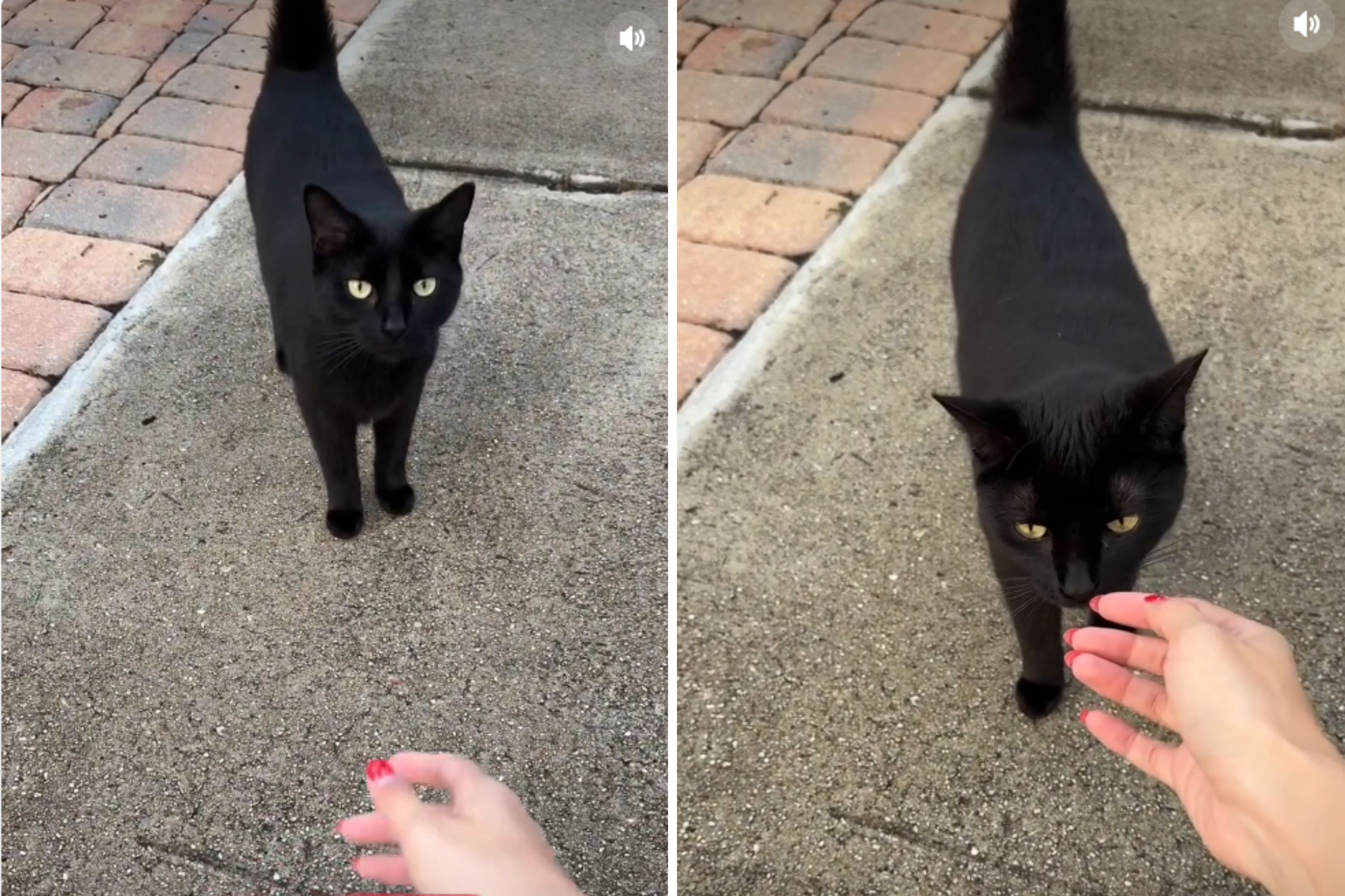Indoor cat left to survive outside after owner moves away—leaves her behind<br>