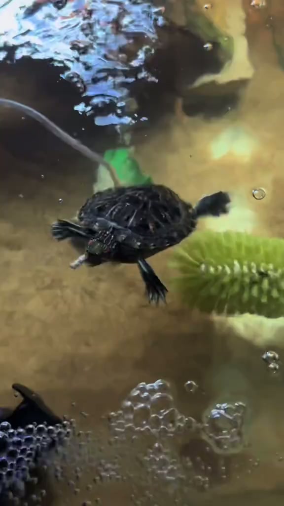 Puddles the turtle races for a shrimp snack