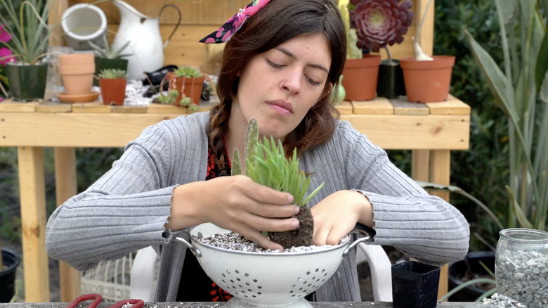 Turn an old colander into the cutest outdoor planter for succulents