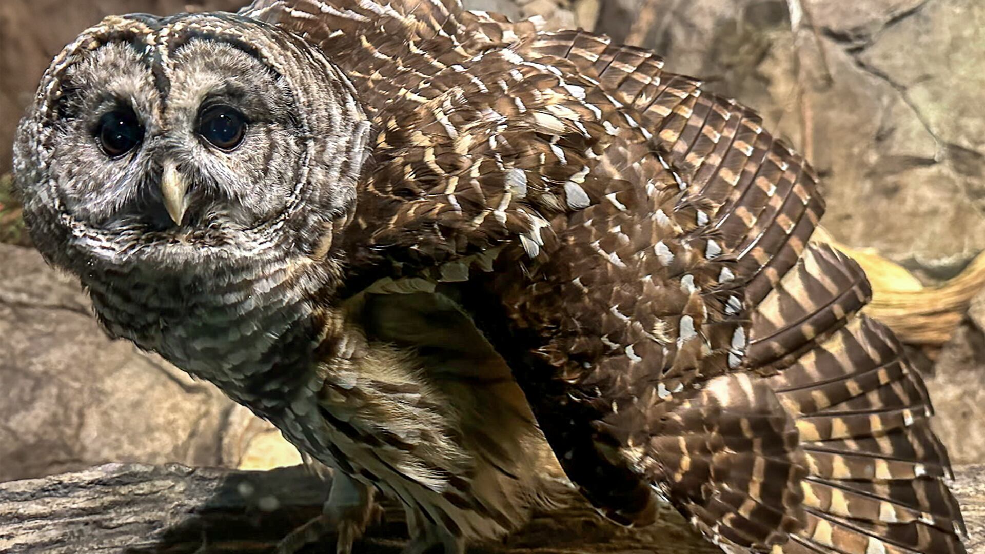 A partner in trust: Sam the barred owl dies at North Carolina Zoo