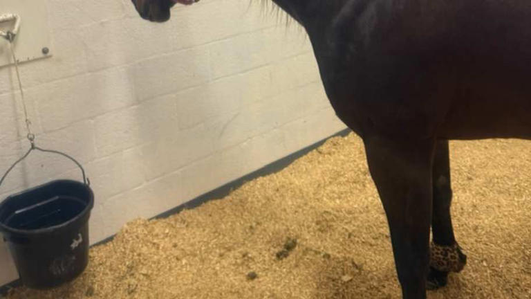 Hello Stella returns to rodeo’s major barrel racing stage after long ...