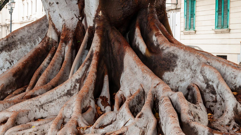 9 shallow-rooted trees that can damage the pipes in your yard