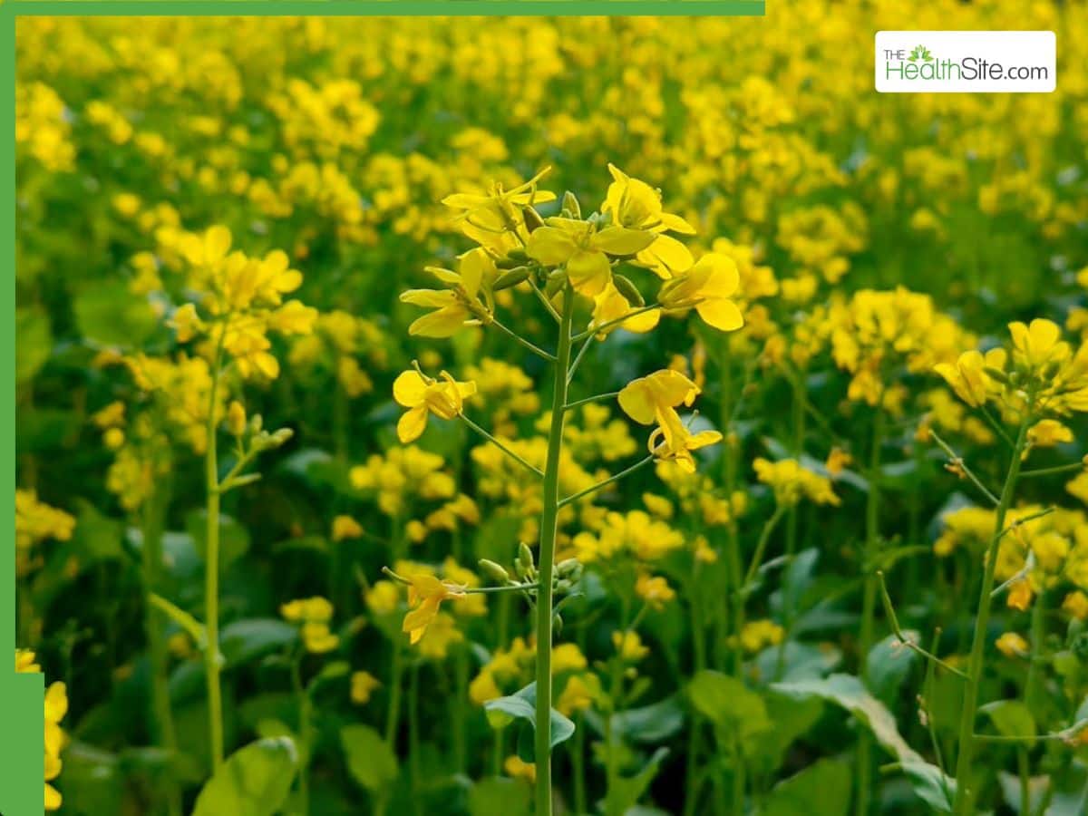 Mustard leaves health benefits: 6 reasons to add this nutritious leafy ...