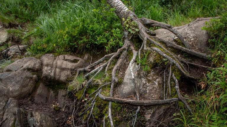 9 shallow-rooted trees that can damage the pipes in your yard