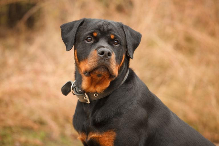 Inseguridad en Chile: estas son las tres razas de perros más ...