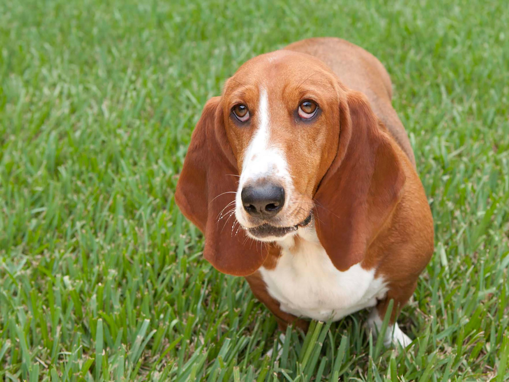 Alvarado police searching for information after family’s dog shot and ...