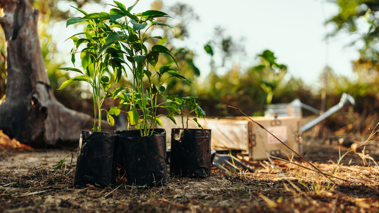 Spices you can grow in your outdoor garden
